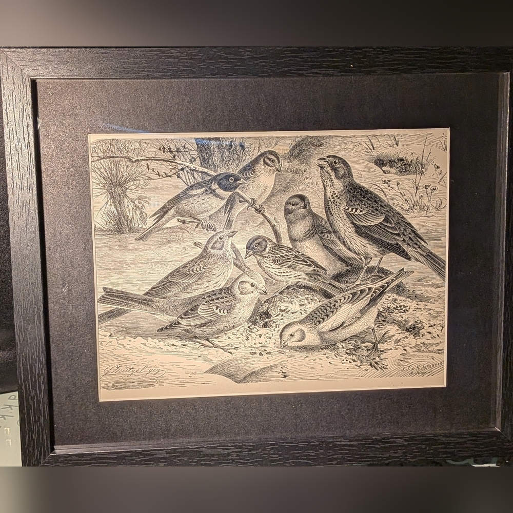 Vintage Birds Art Print - Stunning 127 Year Old Print From Recycled Book